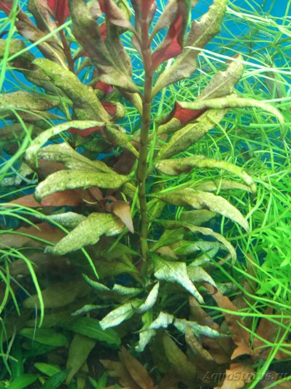 Аквариумные водоросли названия