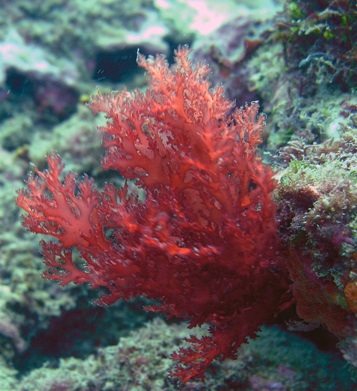 Красные водоросли анфельция