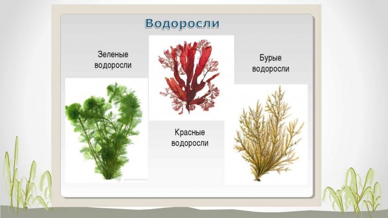 Зелёные водоросли красные водоросли бурые водоросли