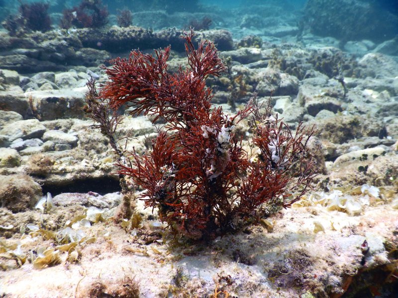 Красные водоросли Филлофора