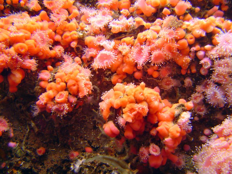 Лептастерия оранжевая коралл