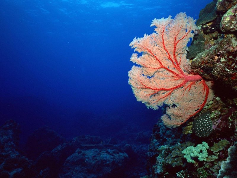 Кораллы в океане
