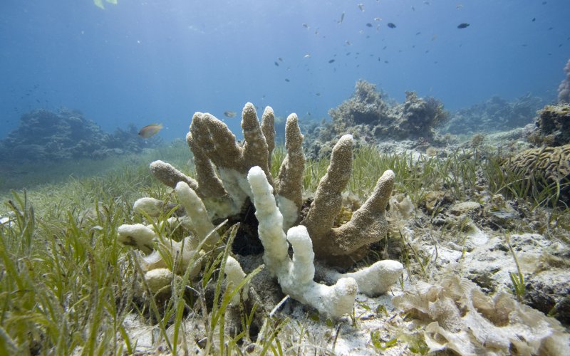 Кораллы и водоросли
