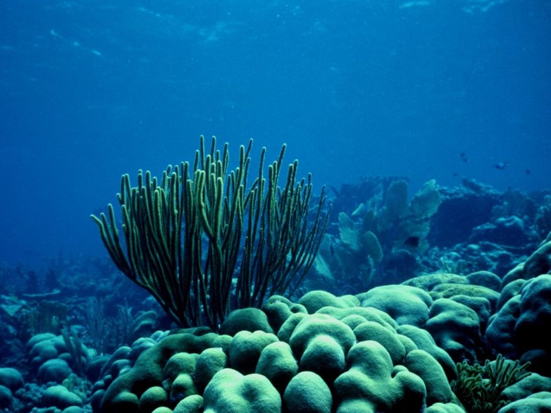 Морское дно водоросли