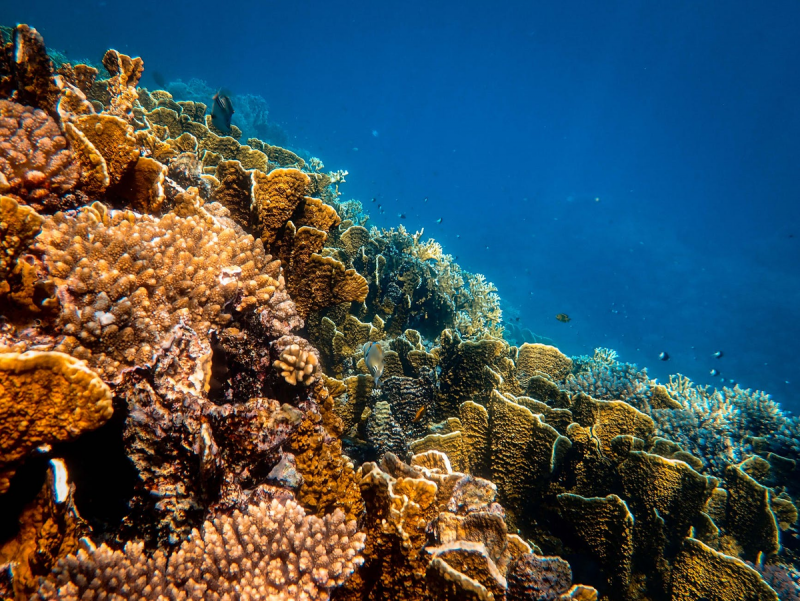 Дно океана коралловый риф