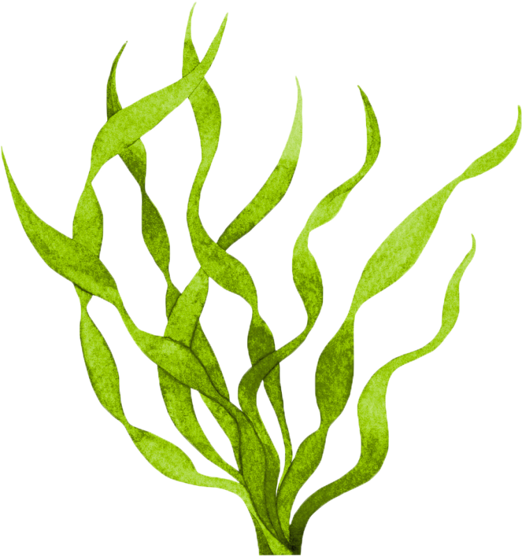 Фукоидан водоросли