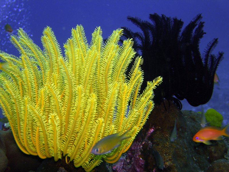 Корал водоросли желтые