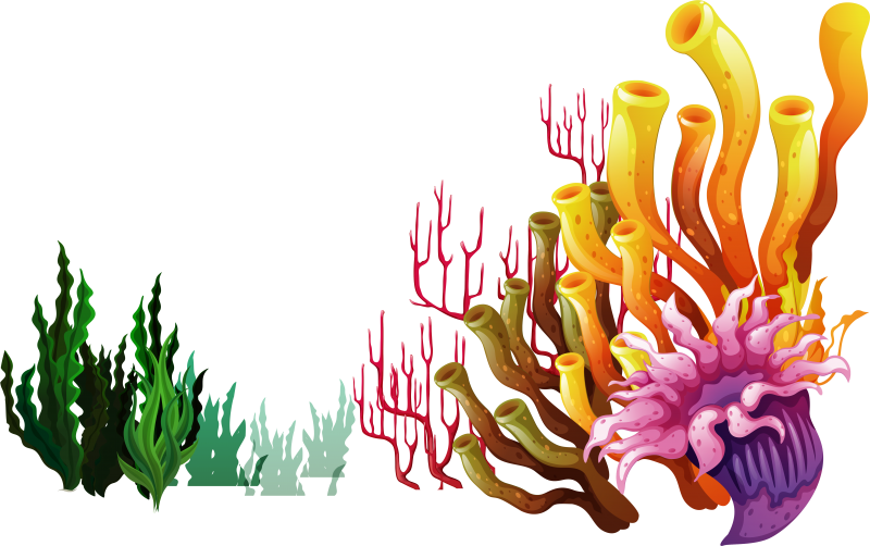 Кораллы для детей
