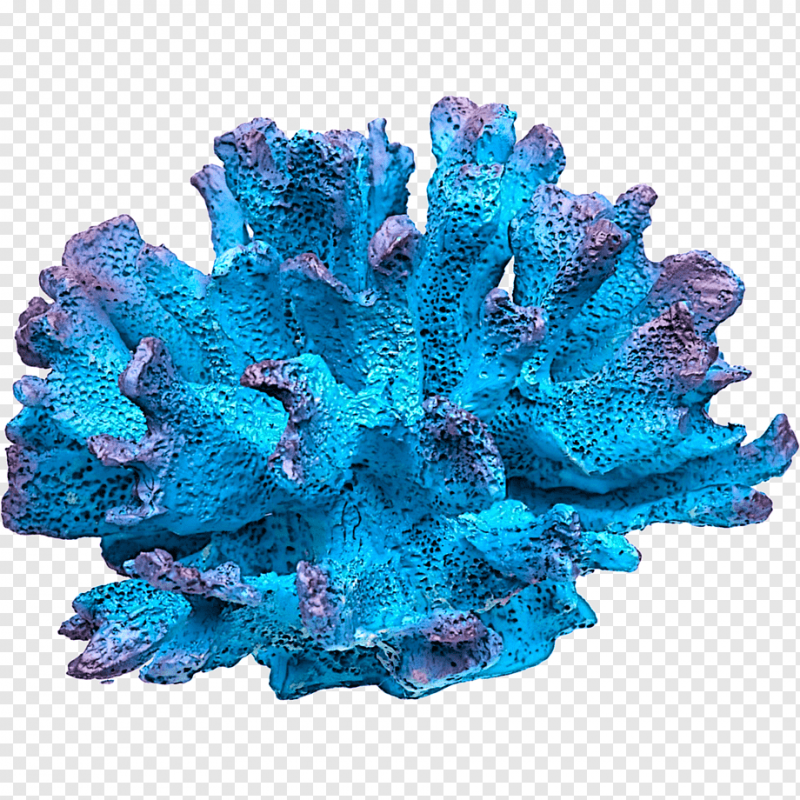 Кораллы без фона