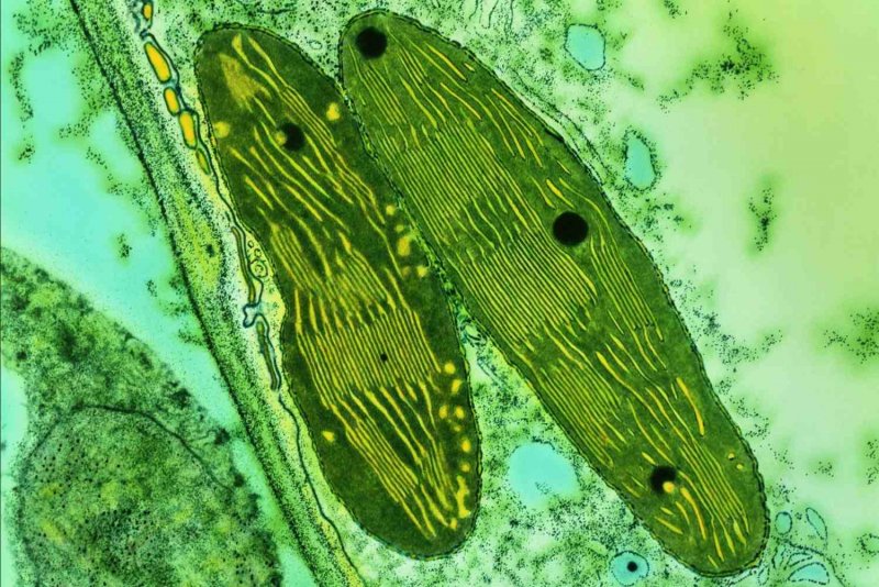 Хлоропласты у цианобактерий