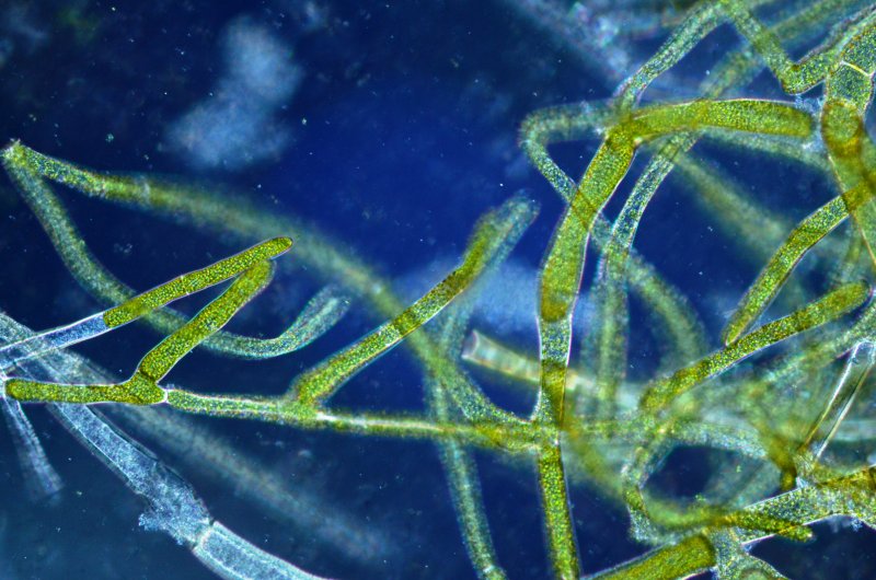 Диатомовые синезеленые водоросли