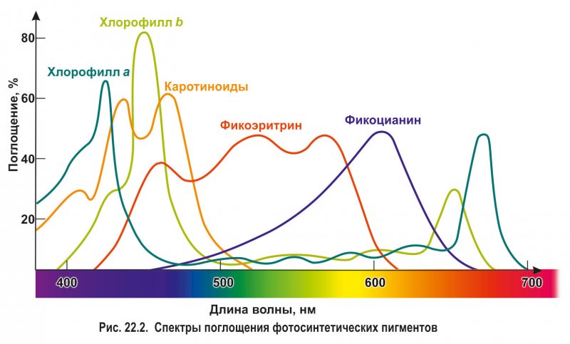 Спектры поглощения фотосинтетических пигментов
