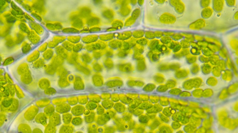 Хлоропласты в растительной клетке