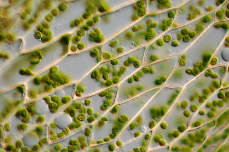 Клетки фотосинтезирующей ткани элодеи