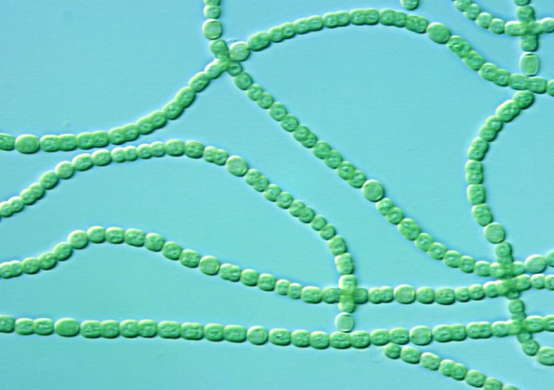 Синезелёные водоросли цианобактерии
