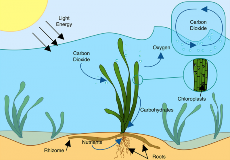 Фотосинтез у рыб