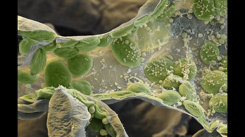 Хлоропласт под микроскопом
