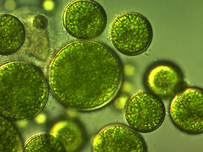 Одноклеточная зеленая водоросль хлорелла