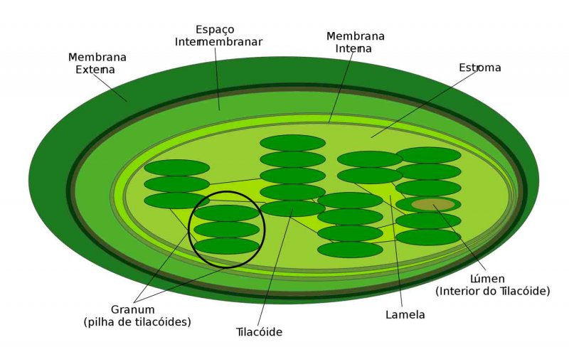 Строение хлоропласта Строма