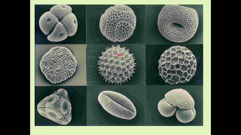 Пыльца микроскопия