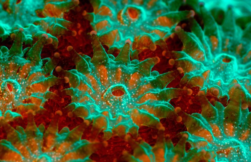 Глубоководные склерактиниевые кораллы