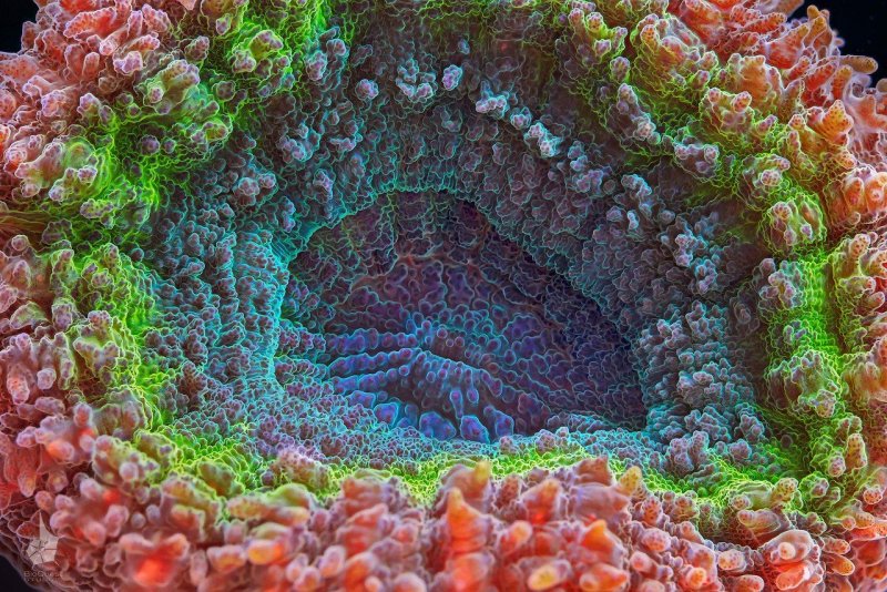 Кораллы Макросъемка