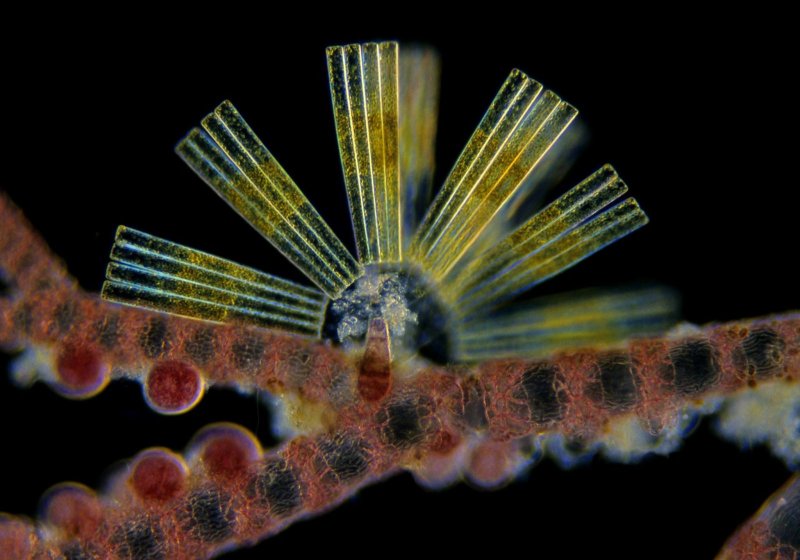 Морские диатомовые водоросли