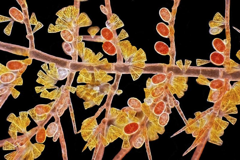 Микрофотография красной водоросли