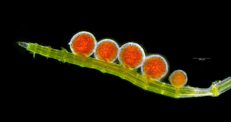 Хара водоросль микрофотография