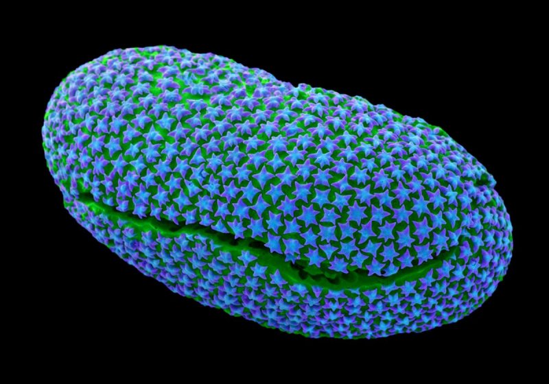 Диатомовые водоросли микроскоп