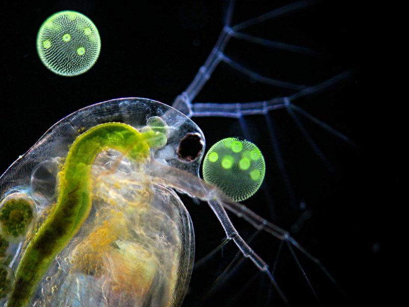Зоопланктон дафния