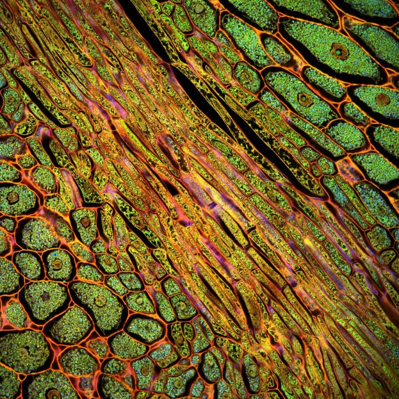 Микрофотография клетки растений