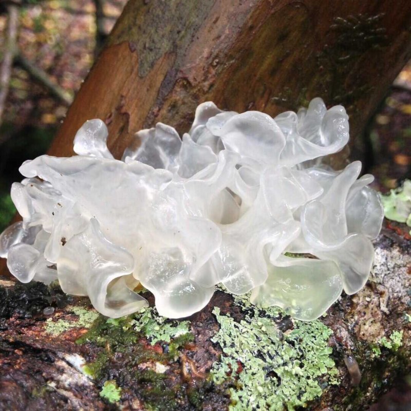 Ледяной гриб тремелла