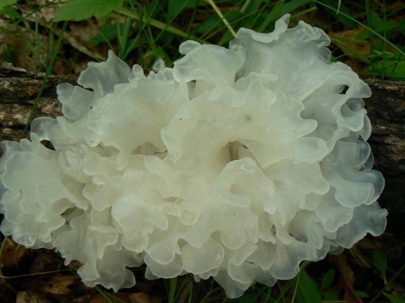 Ледяной гриб тремелла