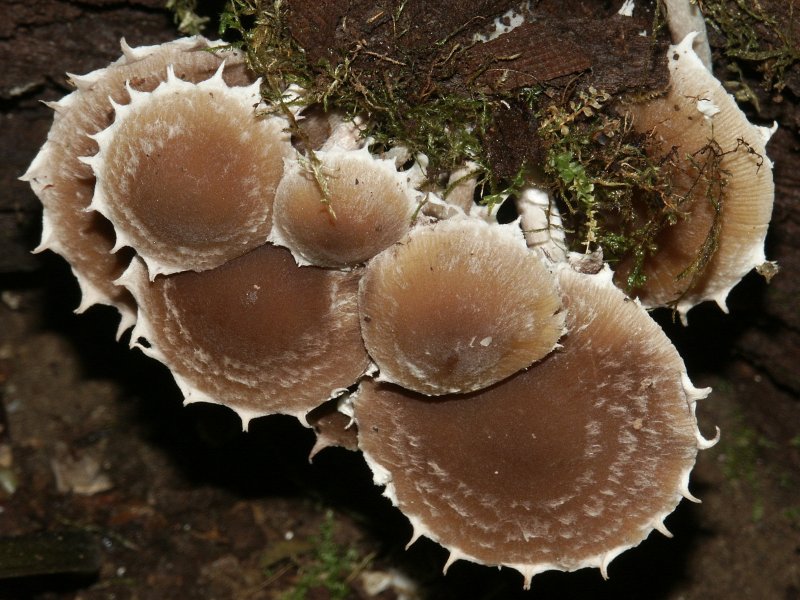 Psathyrella pygmaea