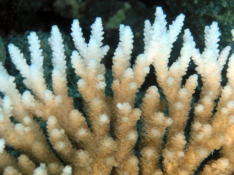 Маяно коралл