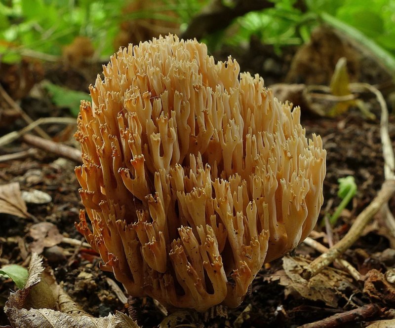 Ежовик коралловый гриб съедобные