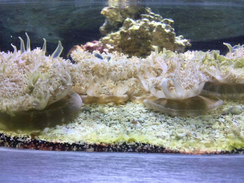 Питание кораллов