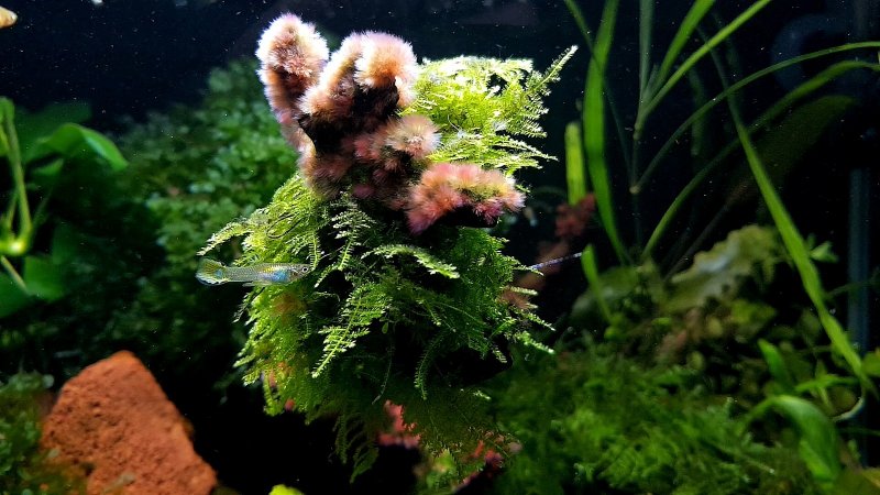 Вьетнамка водоросли в аквариуме