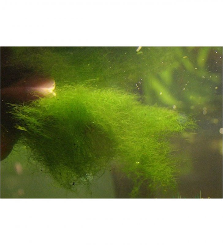 Кладофора в аквариуме водоросль