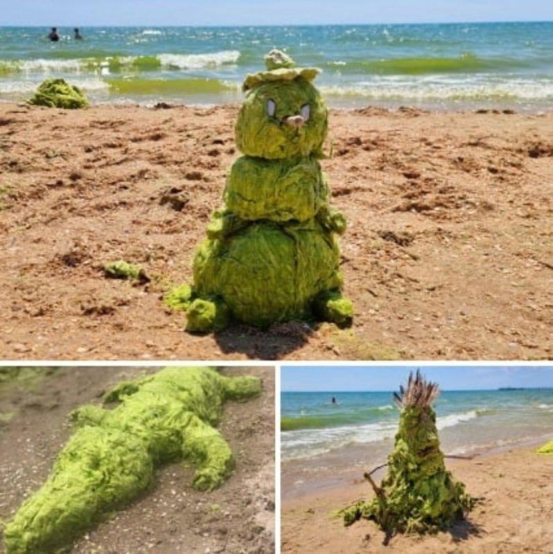 Анапа водоросли на пляже