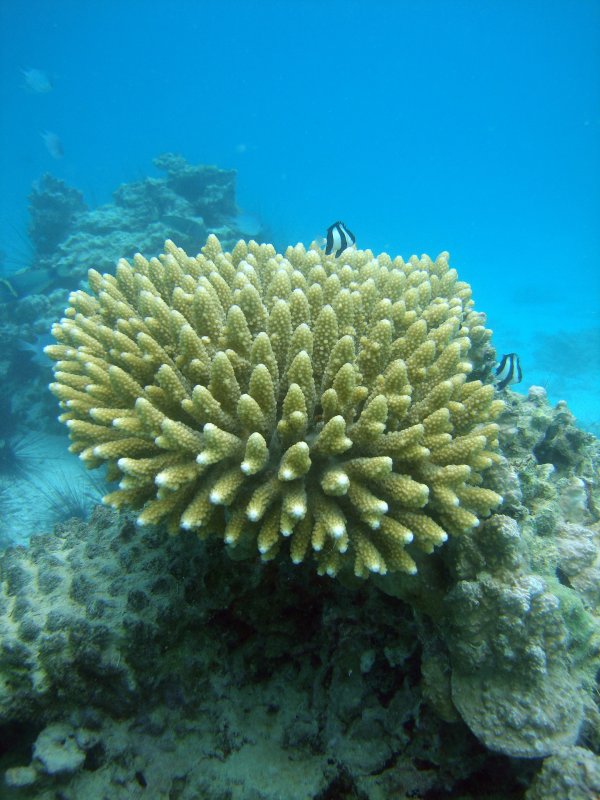 Кораллы и водоросли