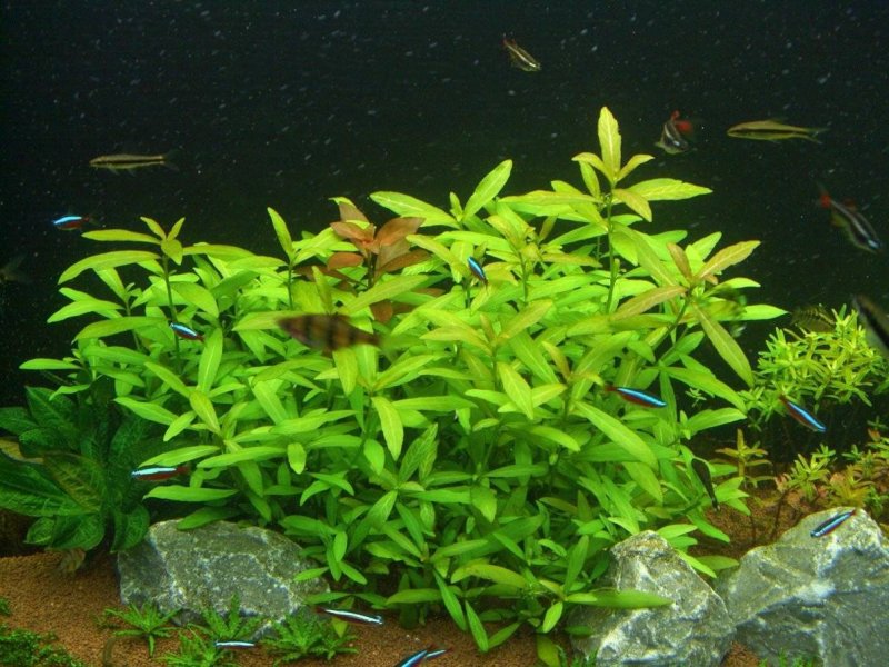 Гигрофила иволистная аквариумное растение