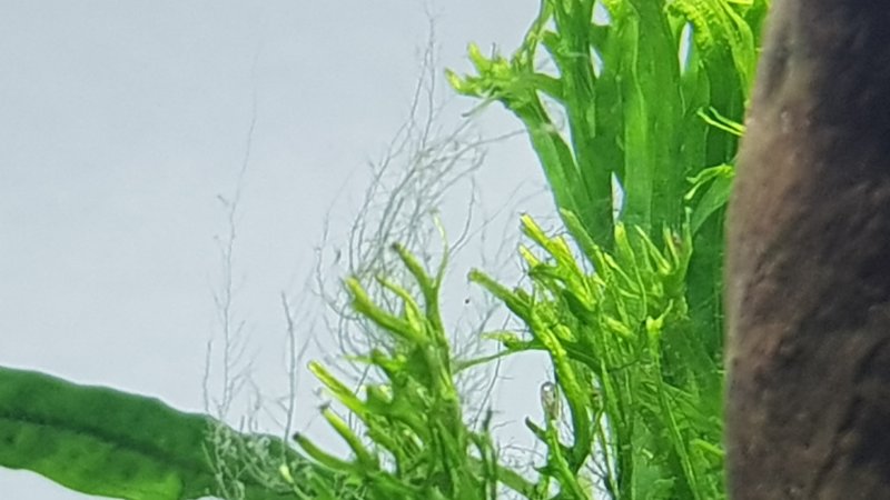 Эваструм харовая водоросль