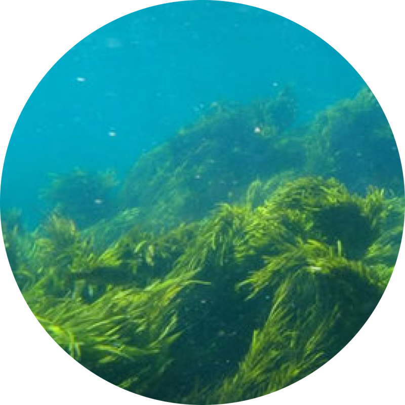 Спирулина фото водоросли