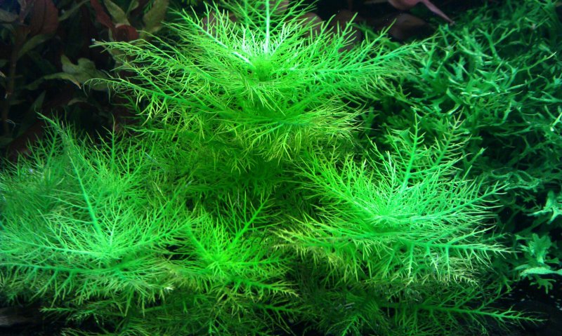 Гигрофила бальзамика аквариумное растение
