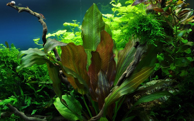 Растение Эхинодорус в аквариуме