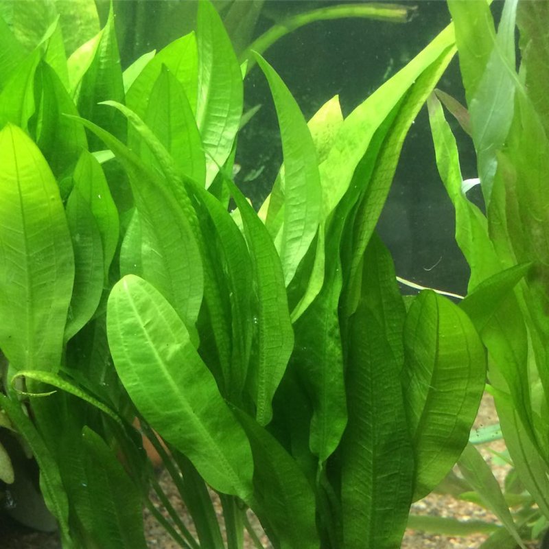 Эхинодорус амазонский аквариумное растение