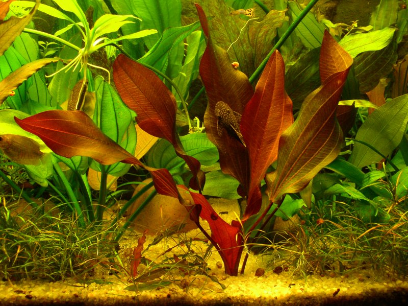 Эхинодорус аквариумное растение