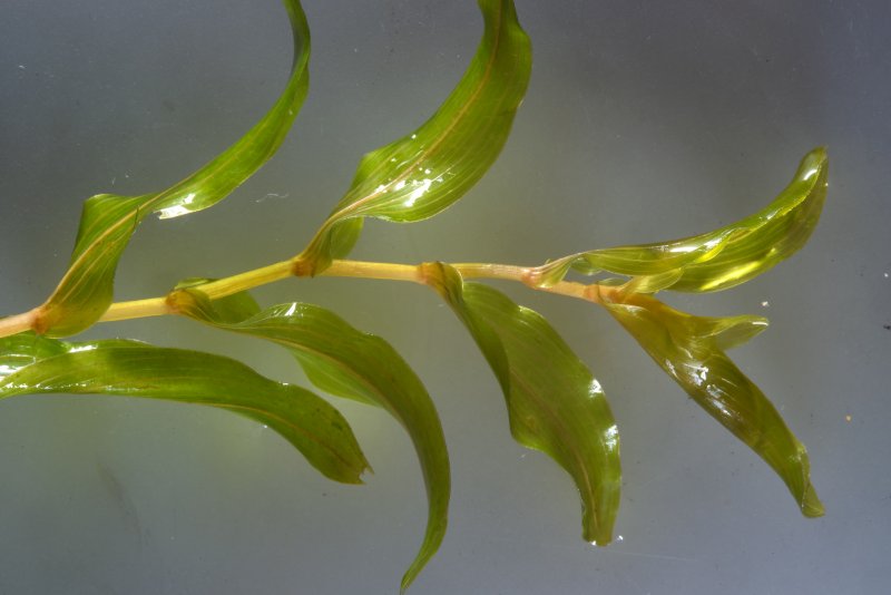 Рдест пронзеннолистный Potamogeton perfoliatus
